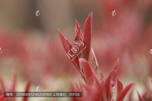 小樹(shù)芽