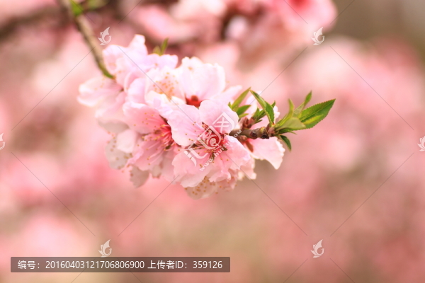 桃花