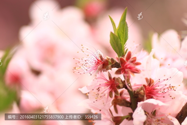 桃花