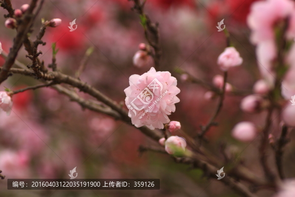 桃花