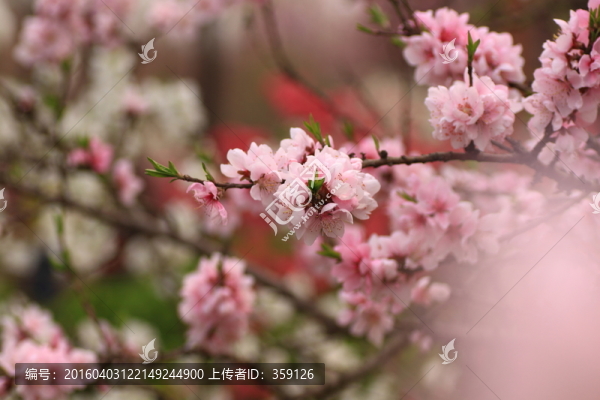 桃花