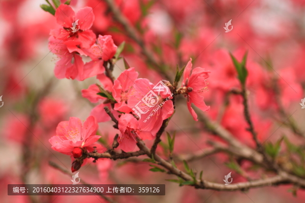 桃花
