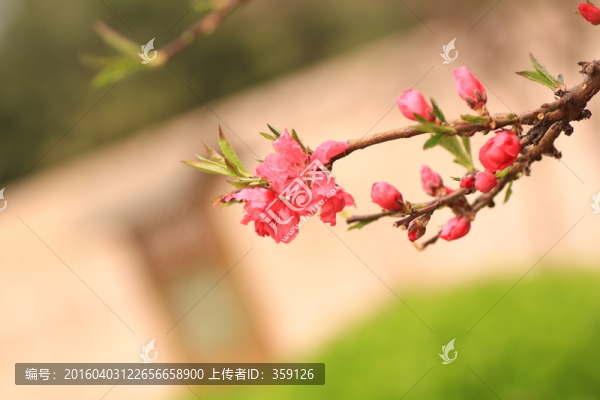 桃花
