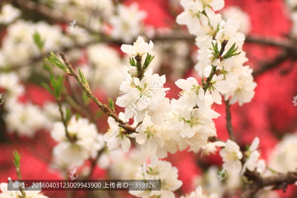 梨花