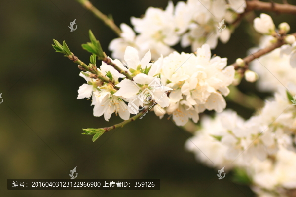 梨花