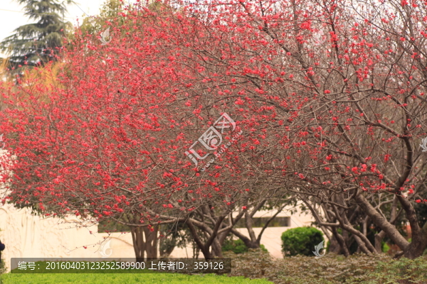 櫻花