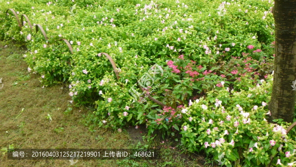 花壇一角