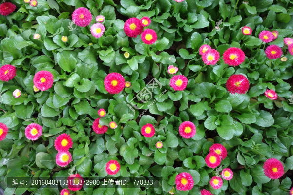 植物背景,鮮花背景,雛菊