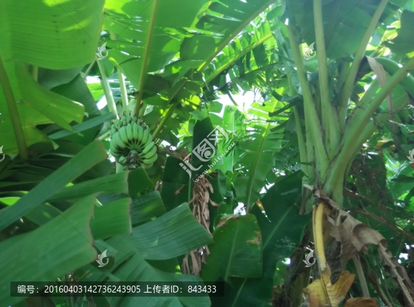 香蕉