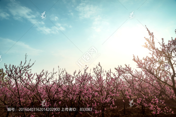 桃花