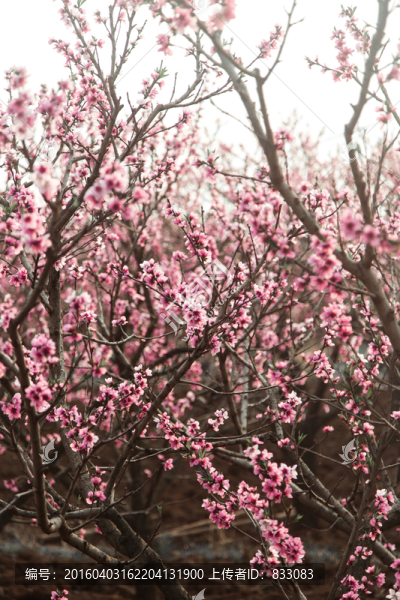 桃花