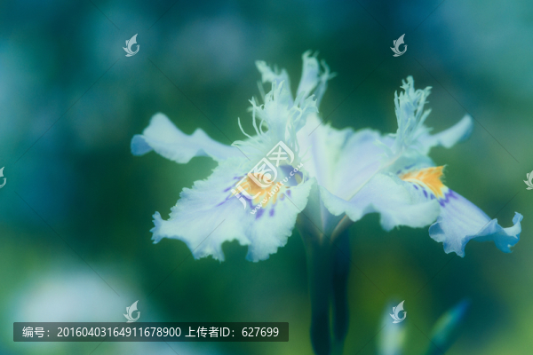 鳶尾花