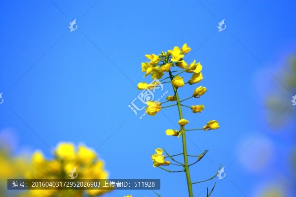 油菜花