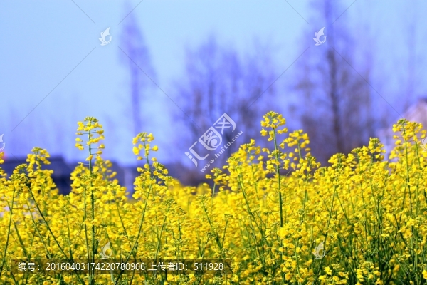 油菜花