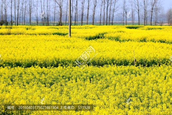 油菜花