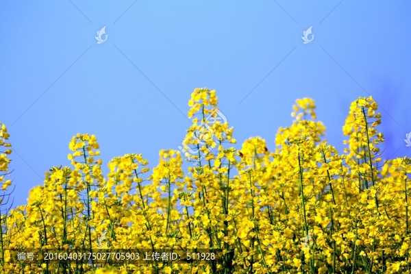 油菜花