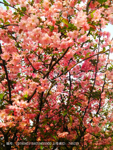 桃花