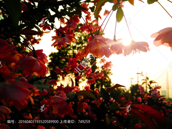 桃花