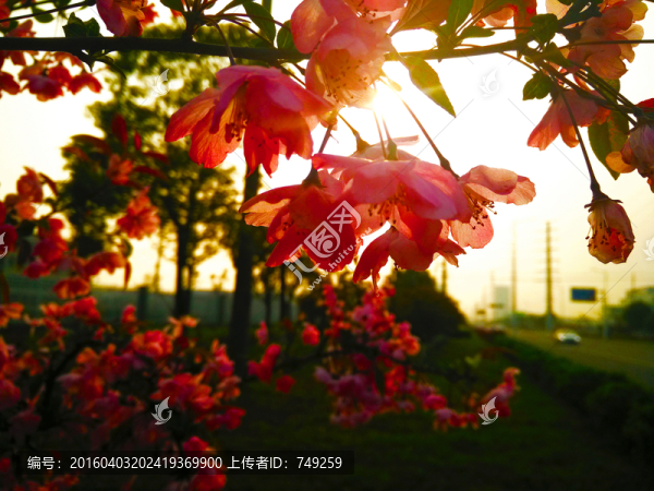 桃花