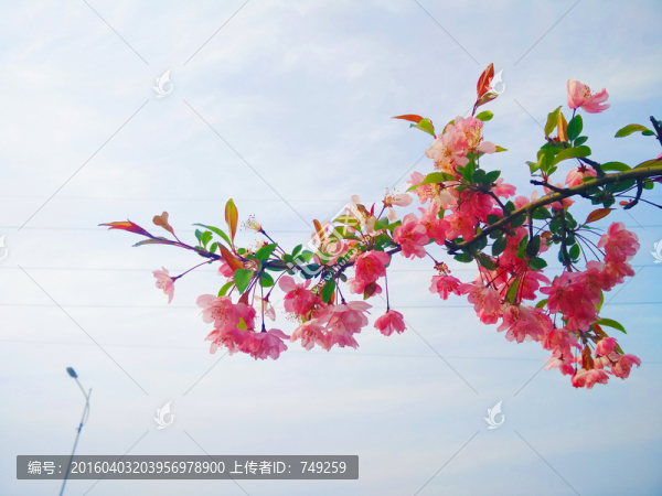 桃花