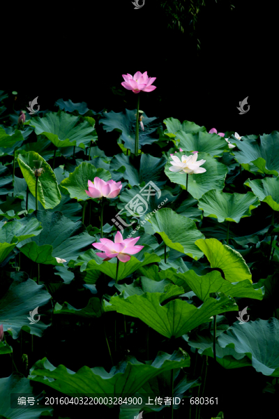 荷花