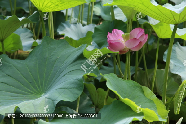 荷花
