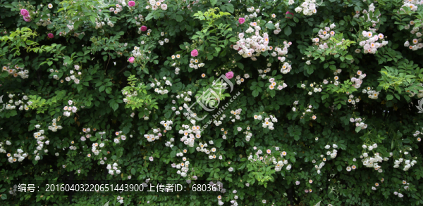 薔薇花