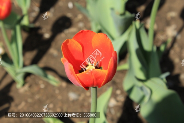 郁金香