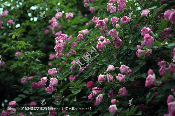 薔薇花