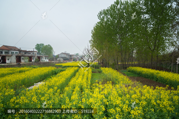 油菜花