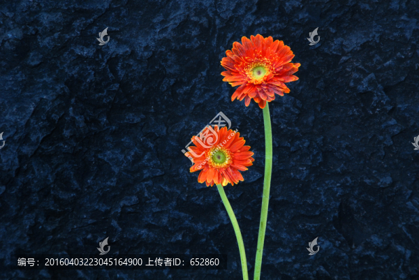 花,花卉,鮮花,中國元素