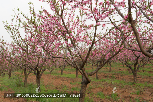 桃花盛開(kāi)