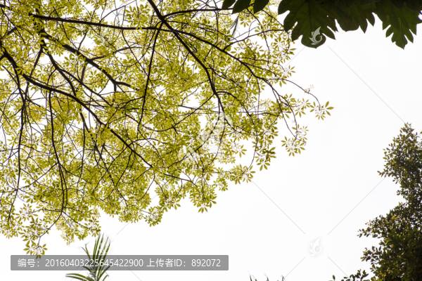 美麗異木棉,綠色,背景