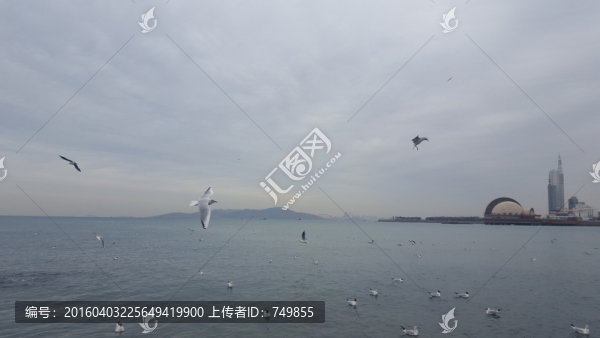 海邊,海鷗
