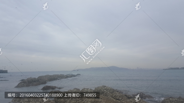 海鷗,巖石