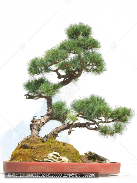 羅漢松盆景