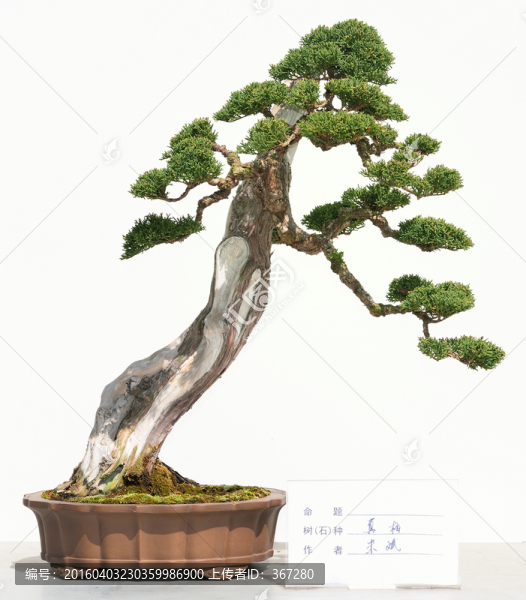樹木盆景藝術(shù)