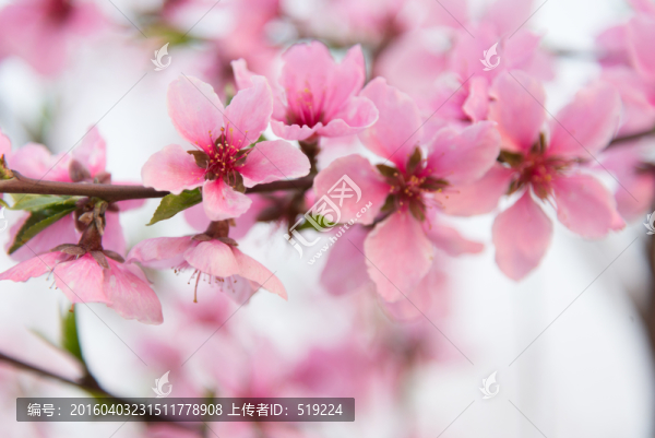 桃花盛開