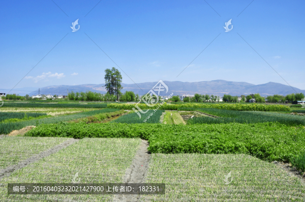 春天的田野