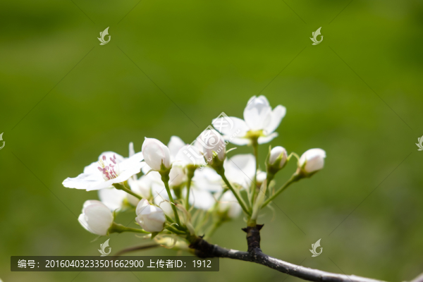 梨花