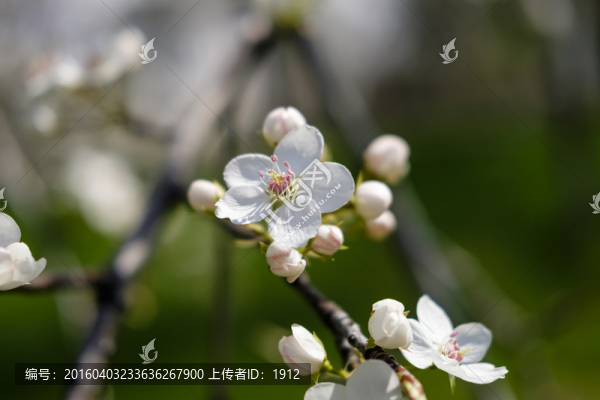 梨花