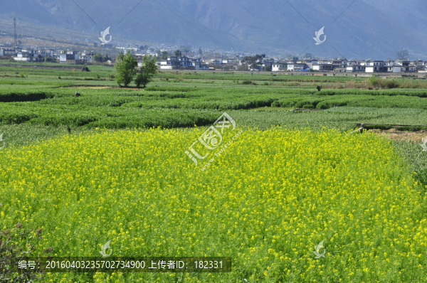 油菜花田園