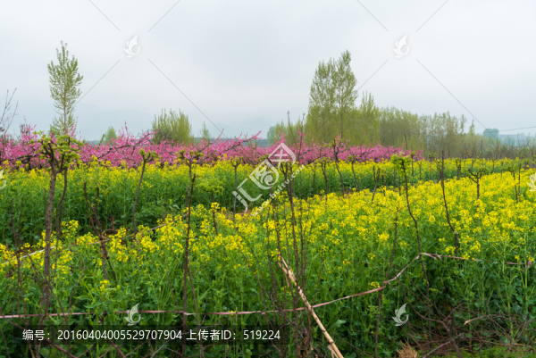 油菜花