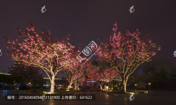 櫻花夜景