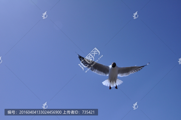鳥類素材