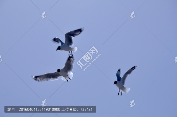 飛鳥