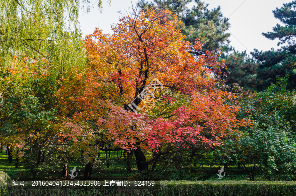 黃櫨樹(shù)
