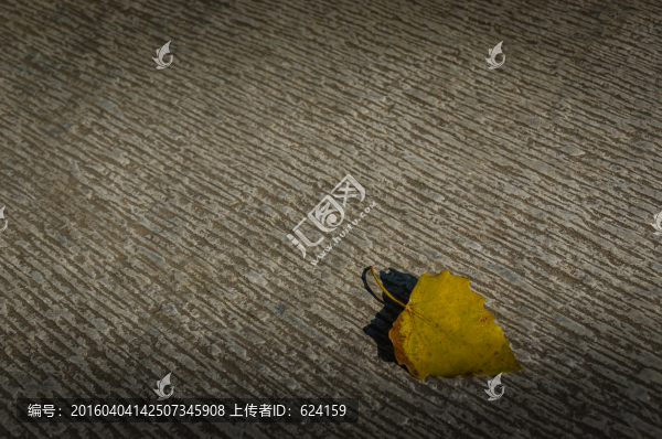 楊樹黃葉