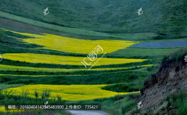 油菜花田