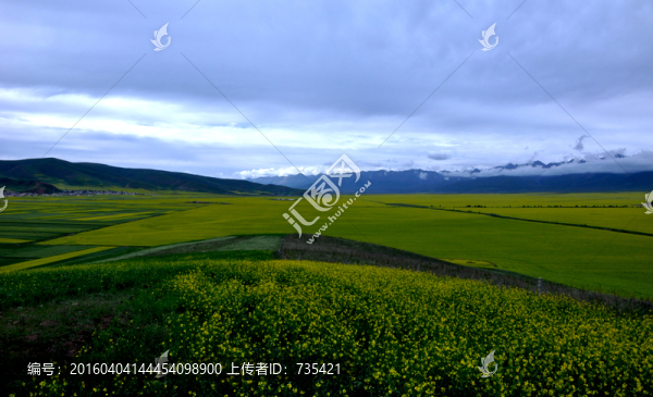 油菜花田